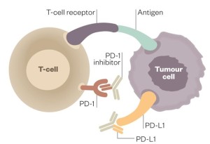 1067743_activated-tcell-pd1-pdl1-14